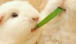 肥猪爆料虎子视频大全播放,揭秘网络红人背后的故事