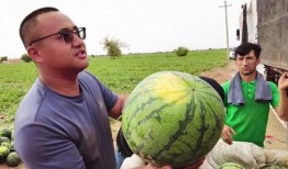免费吃瓜链接2022,盘点那些让人捧腹大笑的瓜料