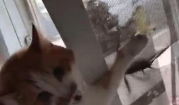 肥猪爆料虎子视频大全播放,揭秘网络红人背后的故事