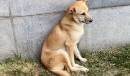 娱乐吃瓜酱流浪狗,流浪狗的温情故事