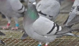 鸽子睡醒了爆料视频大全