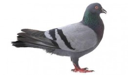 鸽子睡醒了爆料视频大全