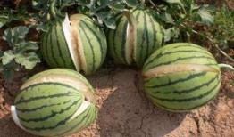 礼泉吃瓜最新事件爆料是真的吗,真相揭秘还是网络谣言？