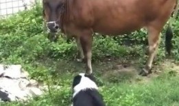 草牛视频在线观看,在线观看，畅享无限精彩内容