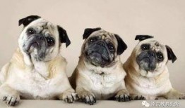 长阳巴哥爆料最新消息,最新热点事件深度解析