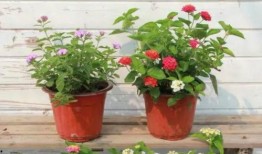 佛山潮人爆料事件视频最新