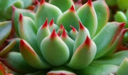 小鲜肉多肉馆爆料视频播放,视频播放量惊人揭秘馆内魅力