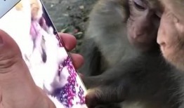 猴子视频爆料大全免费下载,免费下载攻略一网打尽