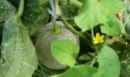甘肃陇南网红炎阳吃瓜,陇南网红带你领略甘肃特色美食之旅