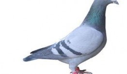 鸽子睡醒了爆料视频大全