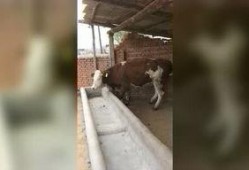 草牛视频在线观看,在线观看，畅享无限精彩内容