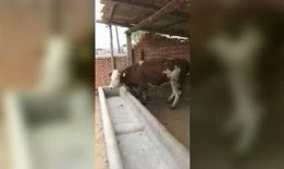 草牛视频在线观看,在线观看，畅享无限精彩内容