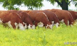 草牛视频在线观看,在线观看，畅享无限精彩内容